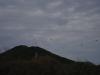 <img100*0:stuff/z/73640/bird%2520reference.2/i1259817104_3.jpg>