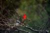 <img100*0:stuff/z/73640/bird%2520reference.3/i1262661091_2.jpg>