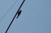 <img100*0:stuff/z/73640/bird%2520reference.3/i1262661091_3.jpg>