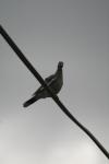 <img100*0:stuff/z/73640/bird%2520reference.3/i1262661091_4.jpg>