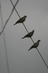 <img100*0:stuff/z/73640/bird%2520reference.3/i1262661091_5.jpg>
