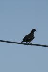 <img100*0:stuff/z/73640/bird%2520reference.3/i1262661092_10.jpg>