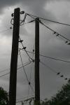 <img100*0:stuff/z/73640/bird%2520reference.3/i1262661092_11.jpg>