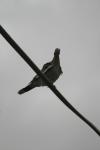 <img100*0:stuff/z/73640/bird%2520reference.3/i1262661092_12.jpg>