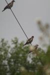 <img100*0:stuff/z/73640/bird%2520reference.3/i1262661092_13.jpg>