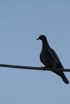 <img100*0:stuff/z/73640/bird%2520reference.3/i1262661092_14.jpg>