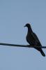 Bird Reference.3