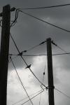 <img100*0:stuff/z/73640/bird%2520reference.3/i1262661092_15.jpg>