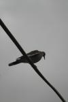 <img100*0:stuff/z/73640/bird%2520reference.3/i1262661092_16.jpg>