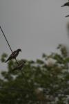 <img100*0:stuff/z/73640/bird%2520reference.3/i1262661092_17.jpg>