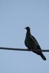 <img100*0:stuff/z/73640/bird%2520reference.3/i1262661092_18.jpg>