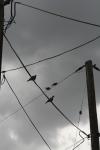<img100*0:stuff/z/73640/bird%2520reference.3/i1262661092_19.jpg>