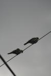 <img100*0:stuff/z/73640/bird%2520reference.3/i1262661092_20.jpg>