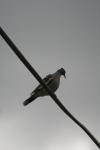<img100*0:stuff/z/73640/bird%2520reference.3/i1262661092_22.jpg>