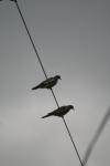 <img100*0:stuff/z/73640/bird%2520reference.3/i1262661092_23.jpg>