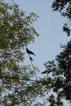 <img100*0:stuff/z/73640/bird%2520reference.3/i1262661092_6.jpg>