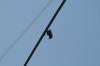 <img100*0:stuff/z/73640/bird%2520reference.3/i1262661092_7.jpg>