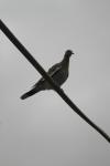 <img100*0:stuff/z/73640/bird%2520reference.3/i1262661092_8.jpg>