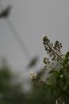 <img100*0:stuff/z/73640/bird%2520reference.3/i1262661092_9.jpg>