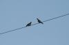 <img100*0:stuff/z/73640/bird%2520reference.3/i1262661093_24.jpg>