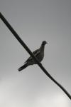 <img100*0:stuff/z/73640/bird%2520reference.3/i1262661093_25.jpg>