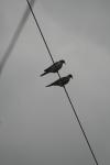 <img100*0:stuff/z/73640/bird%2520reference.3/i1262661093_26.jpg>