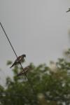 <img100*0:stuff/z/73640/bird%2520reference.3/i1262662353_1.jpg>