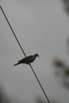 <img100*0:stuff/z/73640/bird%2520reference.3/i1262662353_2.jpg>