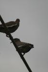 <img100*0:stuff/z/73640/bird%2520reference.3/i1262662353_3.jpg>