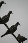 <img100*0:stuff/z/73640/bird%2520reference.3/i1262662354_10.jpg>
