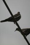 <img100*0:stuff/z/73640/bird%2520reference.3/i1262662354_11.jpg>