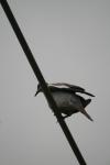 <img100*0:stuff/z/73640/bird%2520reference.3/i1262662354_12.jpg>