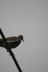 <img100*0:stuff/z/73640/bird%2520reference.3/i1262662354_4.jpg>