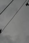 <img100*0:stuff/z/73640/bird%2520reference.3/i1262662354_5.jpg>