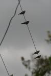 <img100*0:stuff/z/73640/bird%2520reference.3/i1262662354_6.jpg>