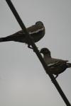 <img100*0:stuff/z/73640/bird%2520reference.3/i1262662354_7.jpg>