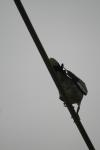 <img100*0:stuff/z/73640/bird%2520reference.3/i1262662354_8.jpg>