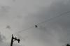<img100*0:stuff/z/73640/bird%2520reference.3/i1262662355_13.jpg>