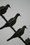 <img100*0:stuff/z/73640/bird%2520reference.3/i1262662355_14.jpg>