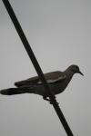 <img100*0:stuff/z/73640/bird%2520reference.3/i1262662355_15.jpg>