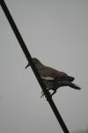 <img100*0:stuff/z/73640/bird%2520reference.3/i1262662355_16.jpg>
