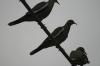 <img100*0:stuff/z/73640/bird%2520reference.3/i1262662355_17.jpg>