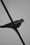 <img100*0:stuff/z/73640/bird%2520reference.3/i1262662355_18.jpg>