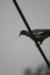 <img100*0:stuff/z/73640/bird%2520reference.3/i1262662355_19.jpg>