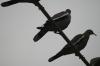 <img100*0:stuff/z/73640/bird%2520reference.3/i1262662355_20.jpg>