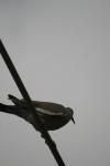 <img100*0:stuff/z/73640/bird%2520reference.3/i1262662355_21.jpg>