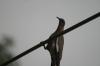 <img100*0:stuff/z/73640/bird%2520reference.3/i1262662356_22.jpg>
