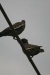 <img100*0:stuff/z/73640/bird%2520reference.3/i1262662356_23.jpg>