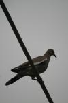 <img100*0:stuff/z/73640/bird%2520reference.3/i1262662356_24.jpg>