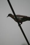 <img100*0:stuff/z/73640/bird%2520reference.3/i1262662356_25.jpg>